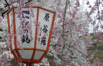 京都「原谷苑」しだれ桜としょうざん光悦芸術村