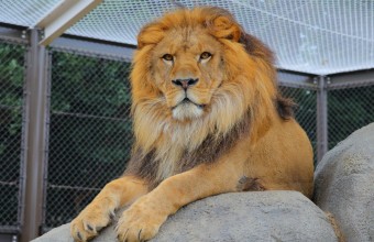 三河いちごと動物たちに癒される初春のごほうび旅！！