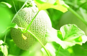 伊良湖メロン狩り