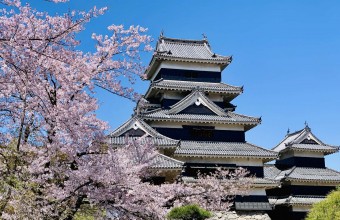 信州桜とフレンチ＆アートの旅　松本市美術館・草間彌生「魂のおきどころ」