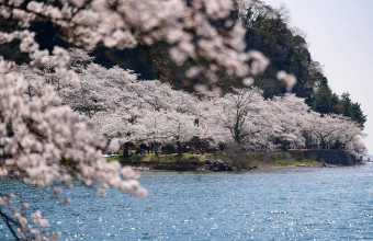 湖と桜が織りなす絶景の海津大崎　豊臣兄弟！北近江長浜大河ドラマ館