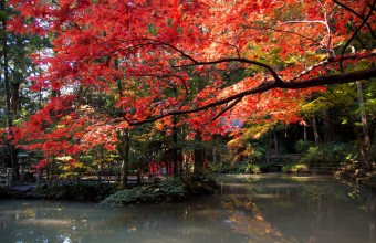 静岡小國神社の紅葉とKADODE OOIGAWAと焼津さかなセンター
