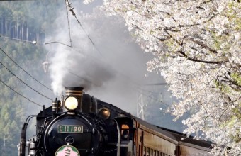 全国旅行支援対象　復活！大井川鐡道さくら列車と吉田公園チューリップ・2大お花見