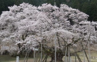 全国旅行支援対象　日本三大桜「根尾の淡墨桜」と谷汲山華厳寺の桜並木