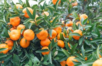 新発見！新三河めぐりと南知多みかん狩り【恵那発あり】